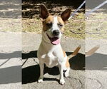 Small Boxer Mix