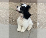 Small Photo #5 Cocker Spaniel Puppy For Sale in AVONDALE-GOODYEAR, AZ, USA