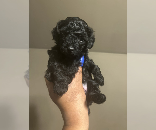 Medium Photo #5 Poodle (Toy) Puppy For Sale in MURFREESBORO, TN, USA