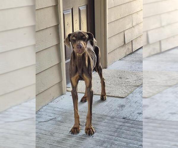 Medium Photo #1 Doberman Pinscher-Unknown Mix Puppy For Sale in San Antonio, TX, USA