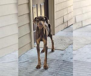 Doberman Pinscher-Unknown Mix Dogs for adoption in San Antonio, TX, USA