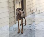 Small Doberman Pinscher Mix