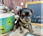 Small #4 Yorkshire Terrier