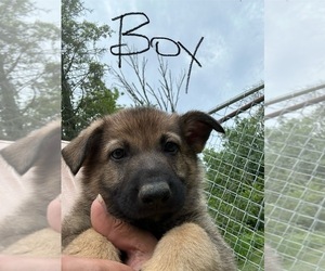 German Shepherd Dog Puppy for sale in ONTARIO, OH, USA