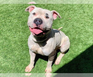 Mutt Dogs for adoption in Moreno Valley, CA, USA