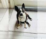 Small #1 Boston Terrier