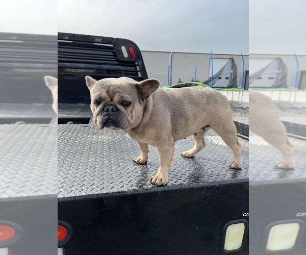 Medium Photo #4 French Bulldog Puppy For Sale in DENTON, TX, USA