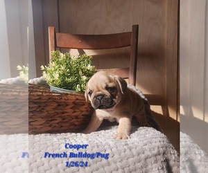 Frenchie Pug Puppy for Sale in TOPEKA, Indiana USA