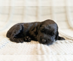 Puppy Sirius Goldendoodle