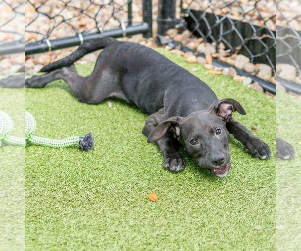 Medium Photo #2 Labrador Retriever-Unknown Mix Puppy For Sale in Hilton Head, SC, USA