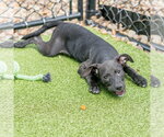 Small #1 Labrador Retriever Mix