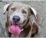 Small Labrador Retriever