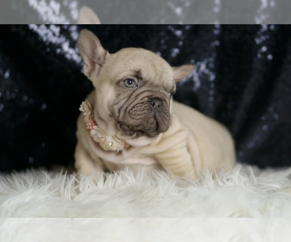 Medium Photo #3 French Bulldog Puppy For Sale in WARSAW, IN, USA