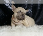 Small #2 French Bulldog
