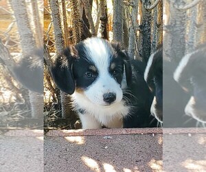 Aussie-Corgi Puppy for sale in BRIGGSDALE, CO, USA