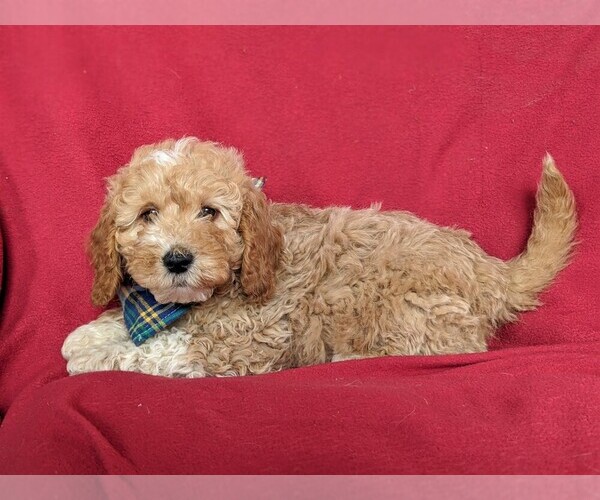 Medium Photo #4 Goldendoodle-Poodle (Miniature) Mix Puppy For Sale in LEOLA, PA, USA