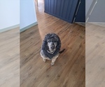 Small Photo #1 Poodle (Standard) Puppy For Sale in KOKOMO, IN, USA