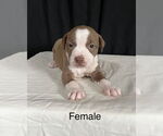 Small American Pit Bull Terrier-American Staffordshire Terrier Mix