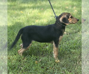 LUNA - Female Beagle Dog for Adoption - Photo #3