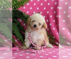 Poodle (Toy) Puppy for sale in KINZERS, PA, USA