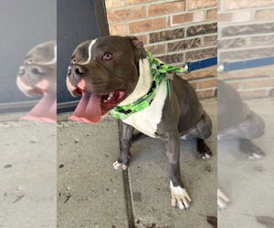 American Pit Bull Terrier-Unknown Mix Dogs for adoption in Germantown, OH, USA