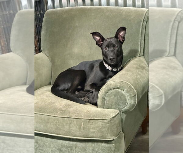 Medium Photo #24 Shepradors Puppy For Sale in Brewster, NY, USA