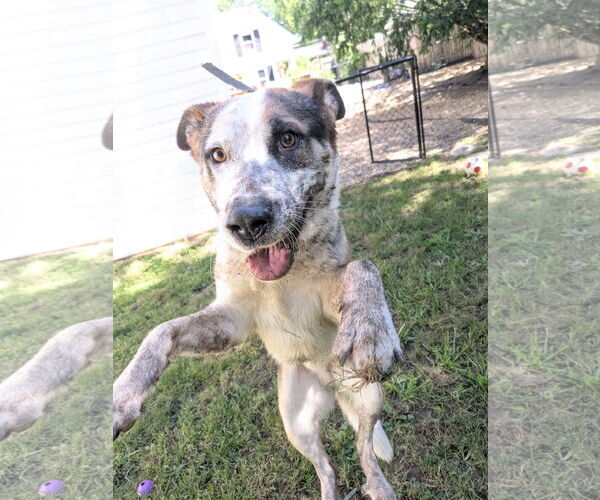 Medium Photo #3 Mutt Puppy For Sale in Garden City, NY, USA