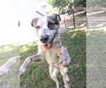 Small #2 Mutt