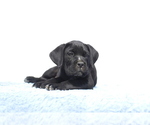 Small #1 Cane Corso