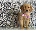 Small #3 Golden Retriever