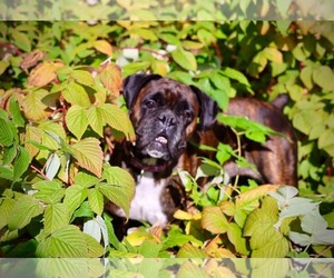 Sandra - Female Boxer Dog for Adoption - Photo #4