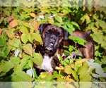 Small Photo #4 Boxer Puppy For Sale in Duluth, MN, USA