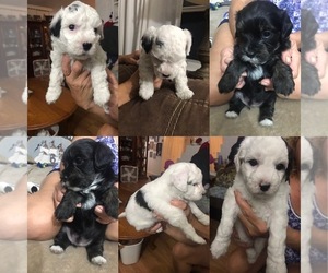 Poochon Puppy for sale in GREAT MILLS, MD, USA