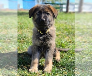 German Shepherd Dog Puppy for sale in WARREN, MA, USA