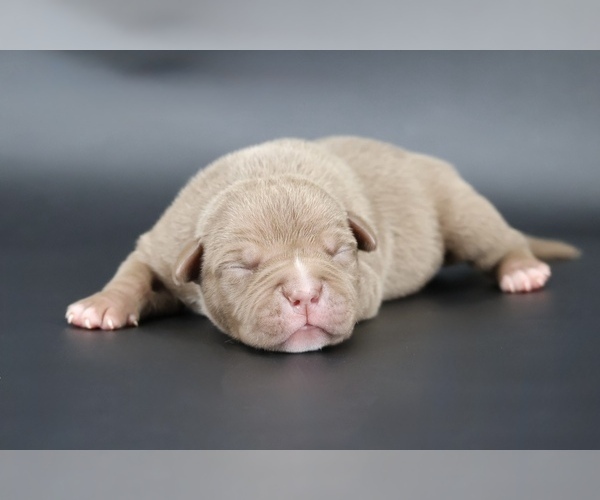 Medium Photo #1 American Bully Puppy For Sale in CHAMPAIGN, IL, USA