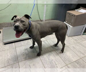 American Staffordshire Terrier-Unknown Mix Dogs for adoption in Grand Prairie, TX, USA