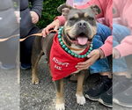 Small #2 Bulldog Mix