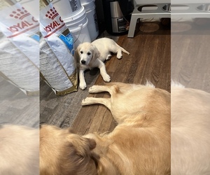English Cream Golden Retriever Puppy for sale in HYATTSVILLE, MD, USA