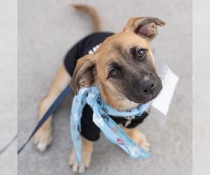 Lego Pup - Technic - Male Chihuahua-Unknown Mix Dog for Adoption - Photo #17