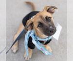 Small Photo #17 Chihuahua-Unknown Mix Puppy For Sale in San Diego, CA, USA