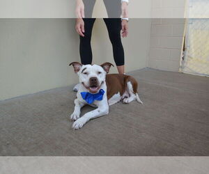 American Pit Bull Terrier-Unknown Mix Dogs for adoption in McKinney, TX, USA