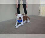 Small American Pit Bull Terrier Mix