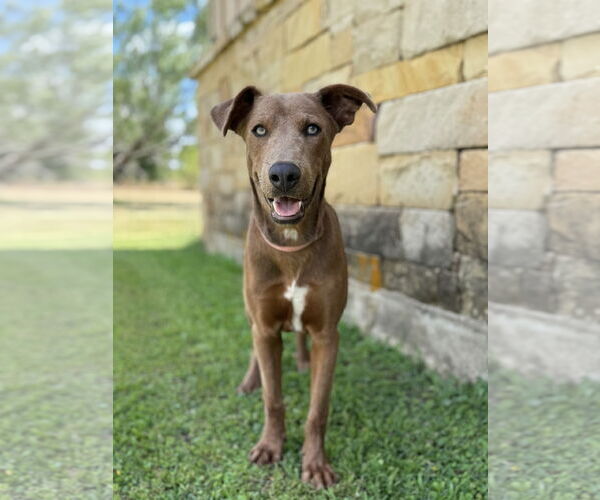 Medium Photo #1 Unknown-Weimaraner Mix Puppy For Sale in PIPE CREEK, TX, USA