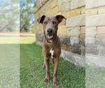 Small Weimaraner Mix