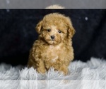 Puppy Teacup Thomas Poodle (Miniature)