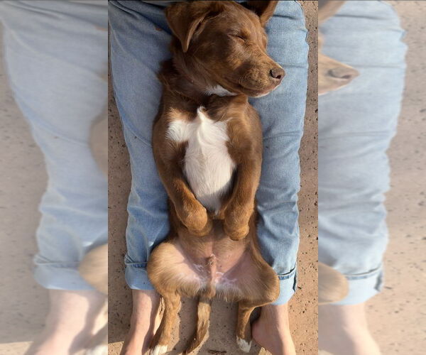 Medium Photo #2 Labrador Retriever-Unknown Mix Puppy For Sale in Dana Point, CA, USA