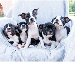Boston Terrier Puppy for sale in WAKARUSA, IN, USA