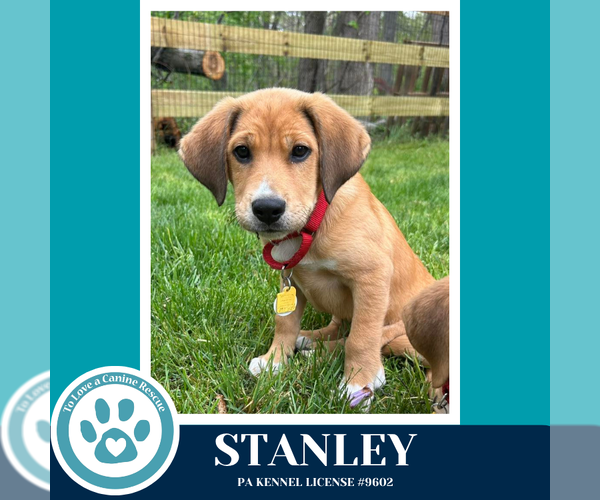 Medium Photo #2 Mutt Puppy For Sale in Kimberton, PA, USA