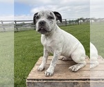 Small #2 American Bulldog