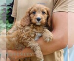 Small #5 Cavapoo (Miniature)